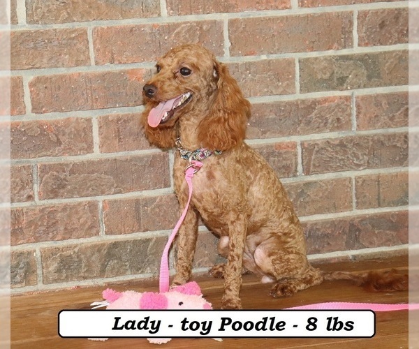 Medium Photo #1 Cavapoo Puppy For Sale in CLARKRANGE, TN, USA
