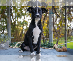 Medium Border Collie-Boxer Mix