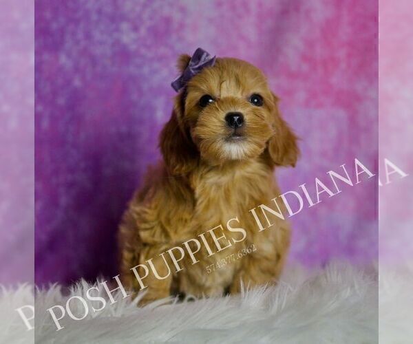 Medium Photo #6 Goldendoodle (Miniature) Puppy For Sale in WARSAW, IN, USA
