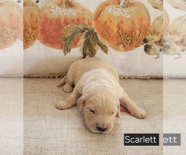 Medium Photo #1 Golden Retriever Puppy For Sale in SPARTA, NC, USA