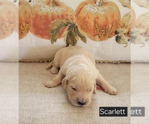 Medium Golden Retriever