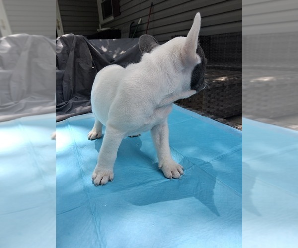 Medium Photo #24 French Bulldog Puppy For Sale in ASHLAND, OH, USA