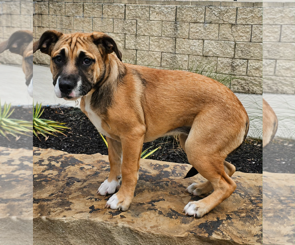 Medium Photo #3 Australian Shepherd-Bulldog Mix Puppy For Sale in McKinney, TX, USA