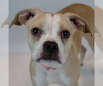 Amanda - Female Boxer Dog for Adoption - Small photo