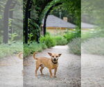 Small #3 Chihuahua