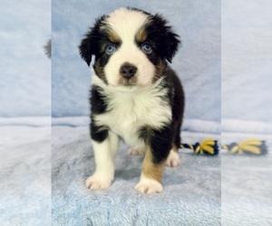 Miniature Australian Shepherd Puppy for sale in PARIS, TX, USA