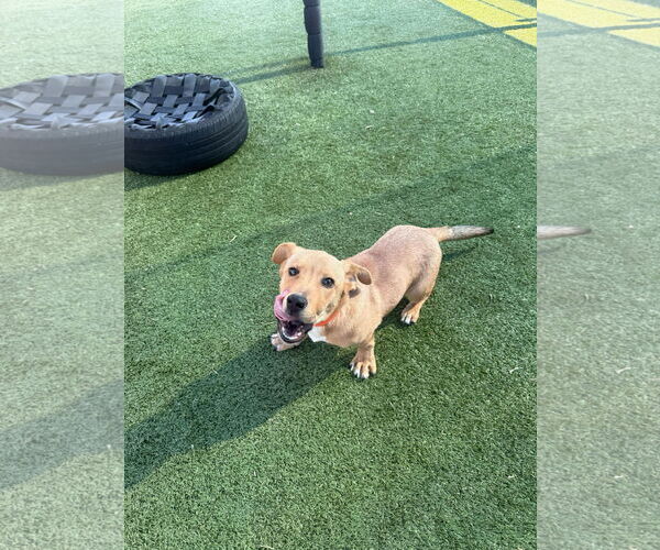 Medium Photo #4 Golden Retriever-Unknown Mix Puppy For Sale in Woodbury, NY, USA