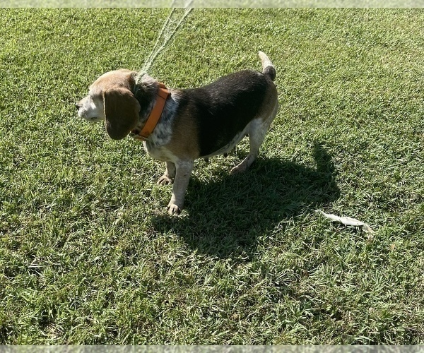 Medium Photo #1 Beagle Puppy For Sale in NATHALIE, VA, USA
