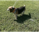 Small Photo #1 Beagle Puppy For Sale in NATHALIE, VA, USA