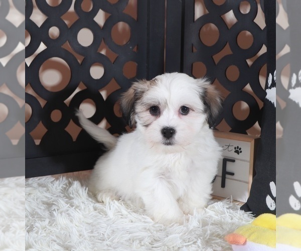 Medium Photo #1 Zuchon Puppy For Sale in MOUNT VERNON, OH, USA