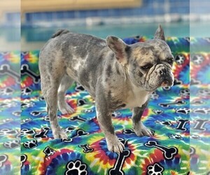 Mother of the French Bulldog puppies born on 05/31/2025