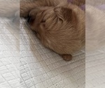 Small Photo #59 Golden Retriever Puppy For Sale in BIG CABIN, OK, USA