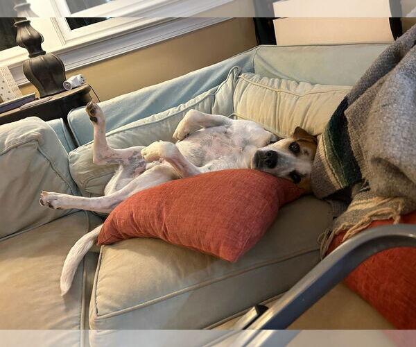 Medium Photo #9 Labrador Retriever-Unknown Mix Puppy For Sale in Holly Springs, NC, USA