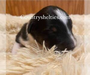Shetland Sheepdog Puppy for sale in GRAFTON, OH, USA