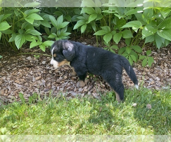 Medium Photo #3 Bernese Mountain Dog Puppy For Sale in BRIDGEPORT, WV, USA
