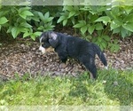 Small Photo #3 Bernese Mountain Dog Puppy For Sale in BRIDGEPORT, WV, USA