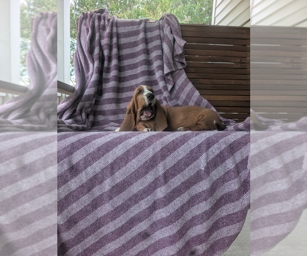 Medium Photo #15 Basset Hound Puppy For Sale in HILLSBORO, TX, USA