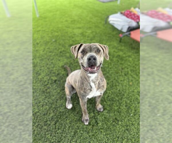 Medium Photo #1 American Pit Bull Terrier Puppy For Sale in Chula Vista, CA, USA