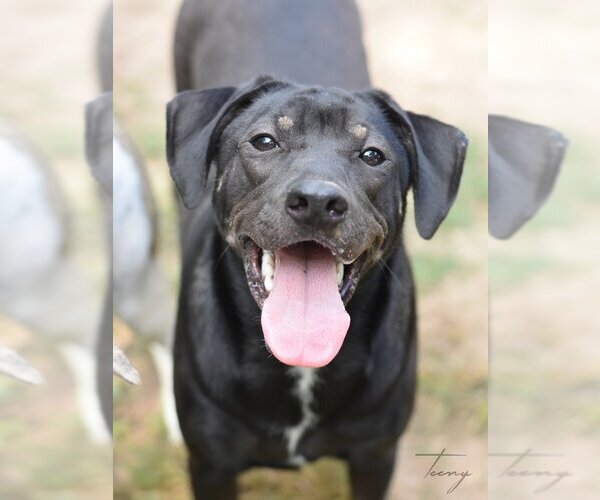 Medium Photo #2 Mutt Puppy For Sale in The Woodlands, TX, USA