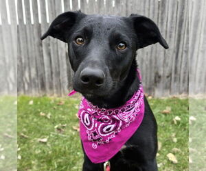 Mutt Dogs for adoption in Fargo, ND, USA