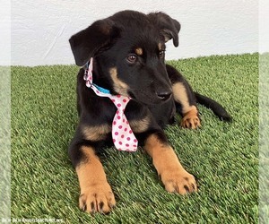 Ethan - Male Rottweiler-Unknown Mix Dog for Adoption - Photo #2