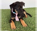 Small #1 Rottweiler Mix