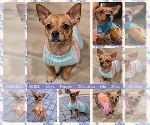 Chihuahua Dogs for adoption in Mesa, AZ, USA