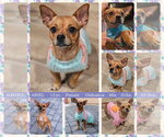 ARIEL - Female Chihuahua Dog for Adoption - Small photo