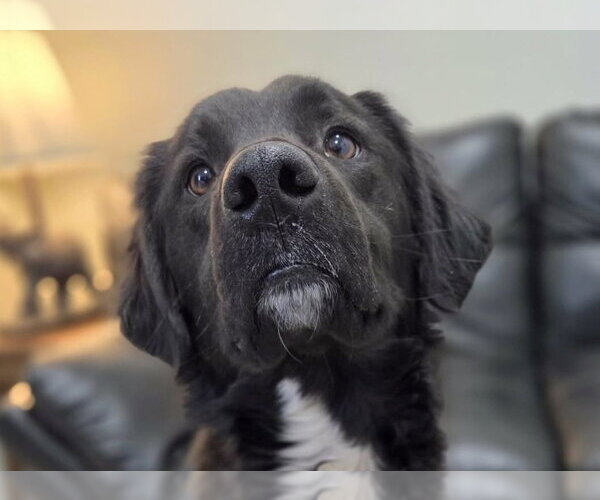 Medium Photo #1 Mutt Puppy For Sale in Anniston, AL, USA
