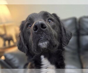 Mutt Dogs for adoption in Anniston, AL, USA