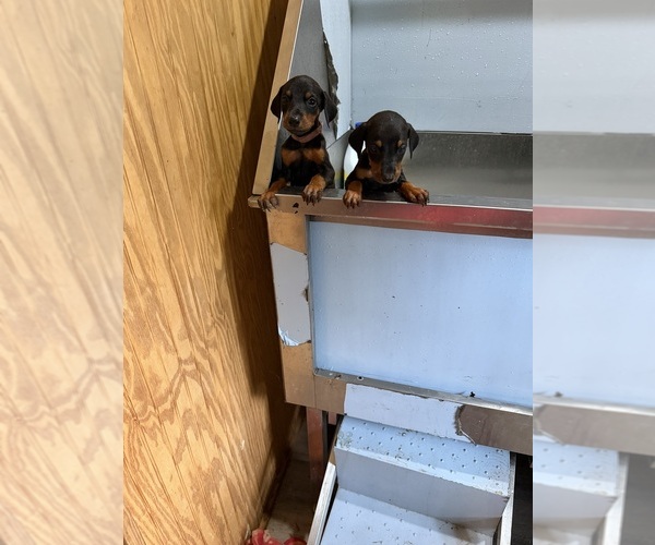 Medium Photo #2 Doberman Pinscher Puppy For Sale in MADISON, NC, USA