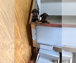Small #1 Doberman Pinscher