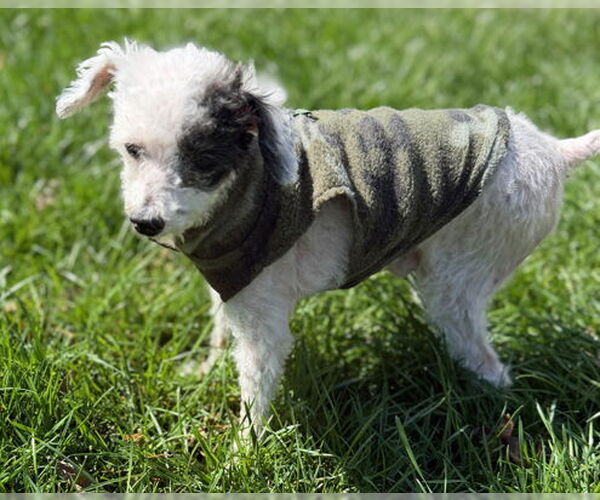 Medium Photo #20 Poodle (Toy)-Unknown Mix Puppy For Sale in Arlington, VA, USA