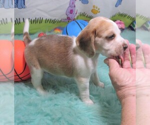 Beagle Puppy for sale in RATTAN, OK, USA