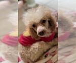 Small #1 Poodle (Miniature)