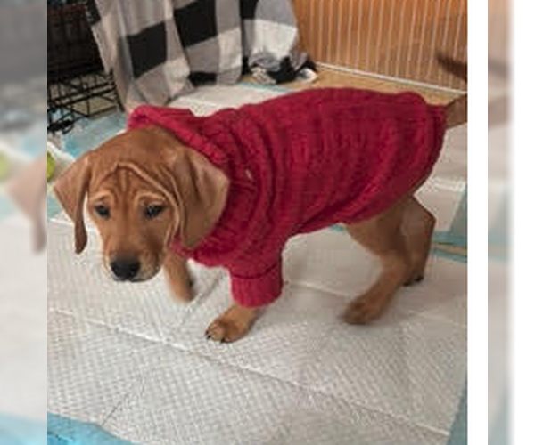 Medium Photo #3 Mutt Puppy For Sale in Plainfield, IL, USA