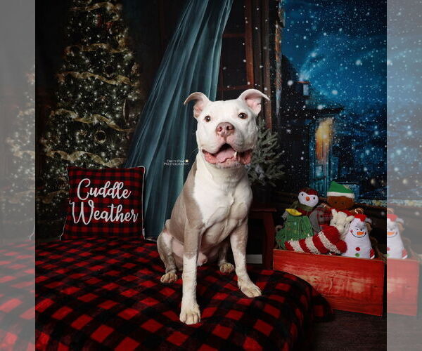 Medium Photo #8 Mutt Puppy For Sale in Alexandria, VA, USA