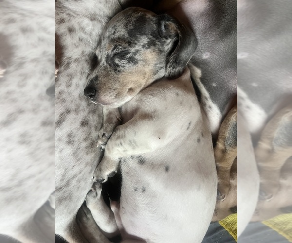 Medium Photo #125 Dachshund Puppy For Sale in LAKEBAY, WA, USA