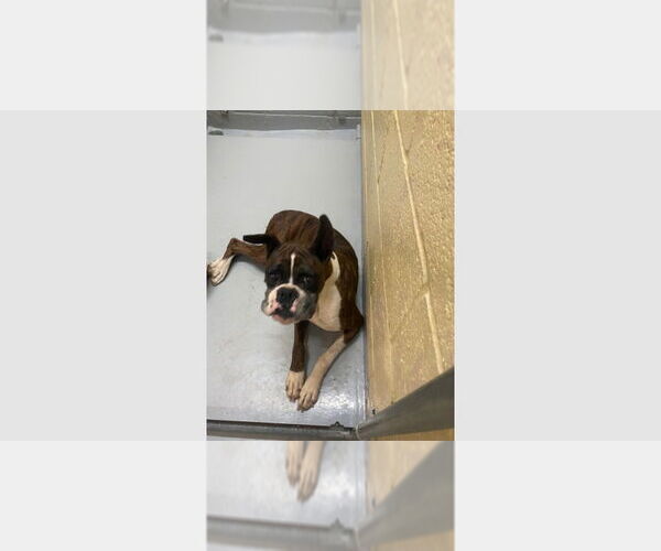 Medium Photo #4 Boxer Puppy For Sale in Austin, TX, USA