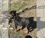 Small #1 Doberman Pinscher
