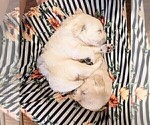 Small Photo #12 Golden Retriever Puppy For Sale in GREENCASTLE, PA, USA