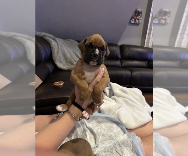 Medium Photo #21 Boxer Puppy For Sale in EAST FREETOWN, MA, USA
