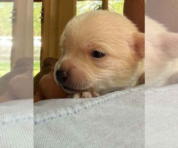 Medium Photo #2 Chihuahua-Unknown Mix Puppy For Sale in New York, NY, USA