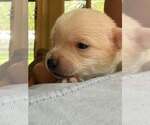 Small #1 Chihuahua Mix