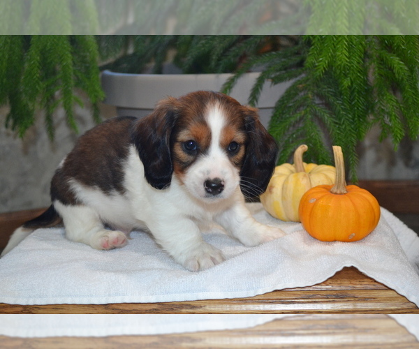 Medium Photo #5 Dachshund Puppy For Sale in GREENWOOD, WI, USA