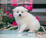 Small #2 American Eskimo Dog