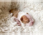 Small Photo #2 Boston Terrier Puppy For Sale in LUFKIN, TX, USA