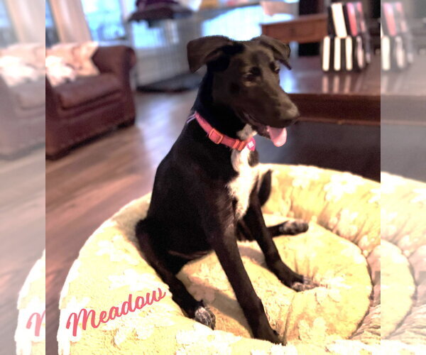 Medium Photo #1 Borador Puppy For Sale in HOUSTON, TX, USA