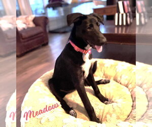 Borador Dogs for adoption in HOUSTON, TX, USA