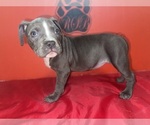 Small #2 American Pit Bull Terrier